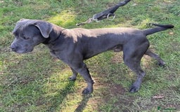 Mixed Breed dogs for adoption: Meet Sky, currently residing in Merseyside  - Image 4