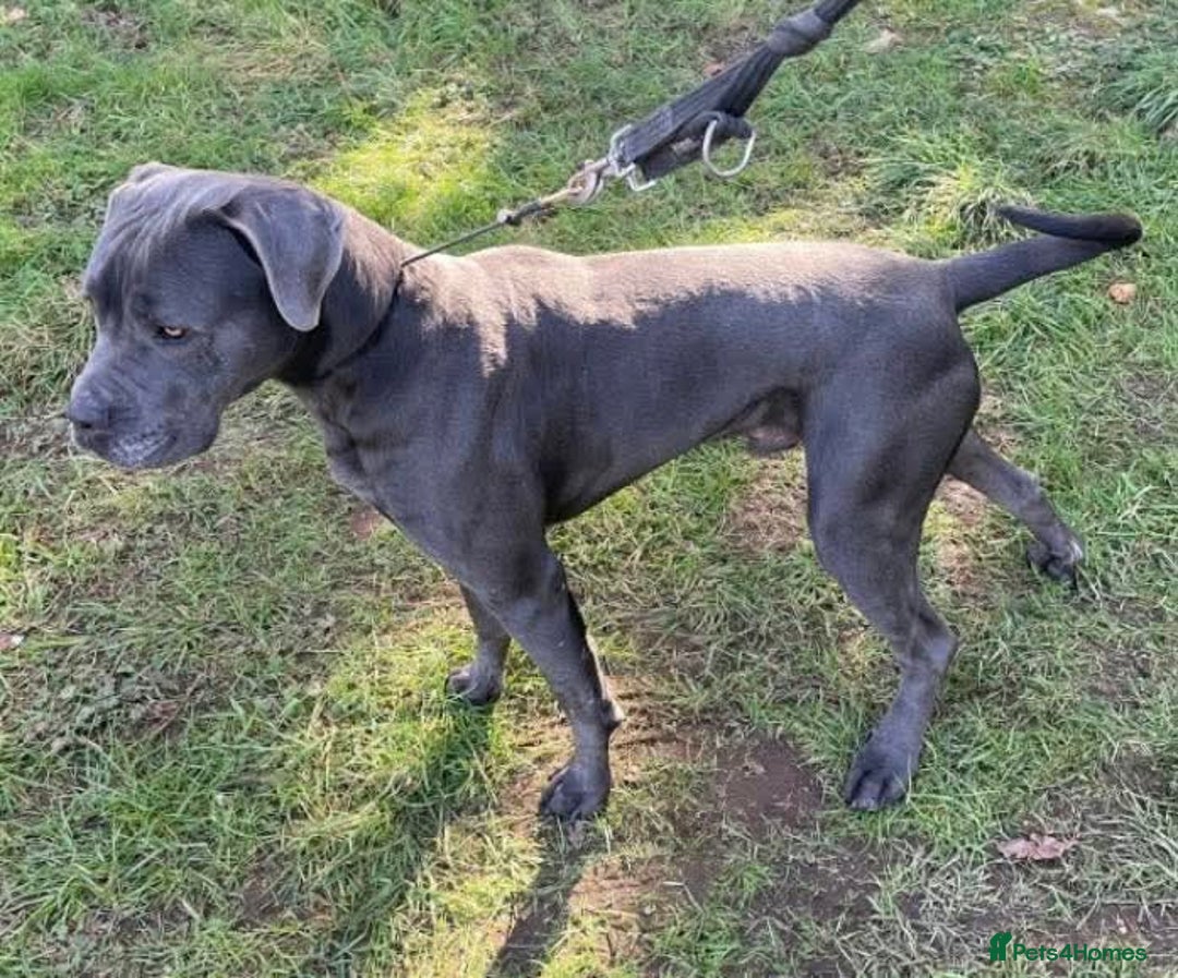 Mixed Breed dogs for adoption: Meet Sky, currently residing in Merseyside  - Image 4