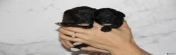 Miniature Poodle dogs for sale: Beautiful miniature poodle puppies  - Advert 21