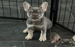 French Bulldog dogs for sale: LAST 2 REMAINING Beautiful French Bulldog Pups in Waltham Cross - Image 29