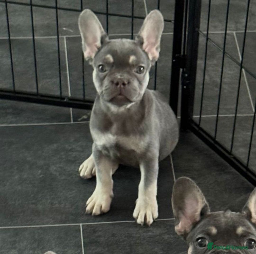 French Bulldog dogs for sale: LAST 2 REMAINING Beautiful French Bulldog Pups in Waltham Cross - Image 29