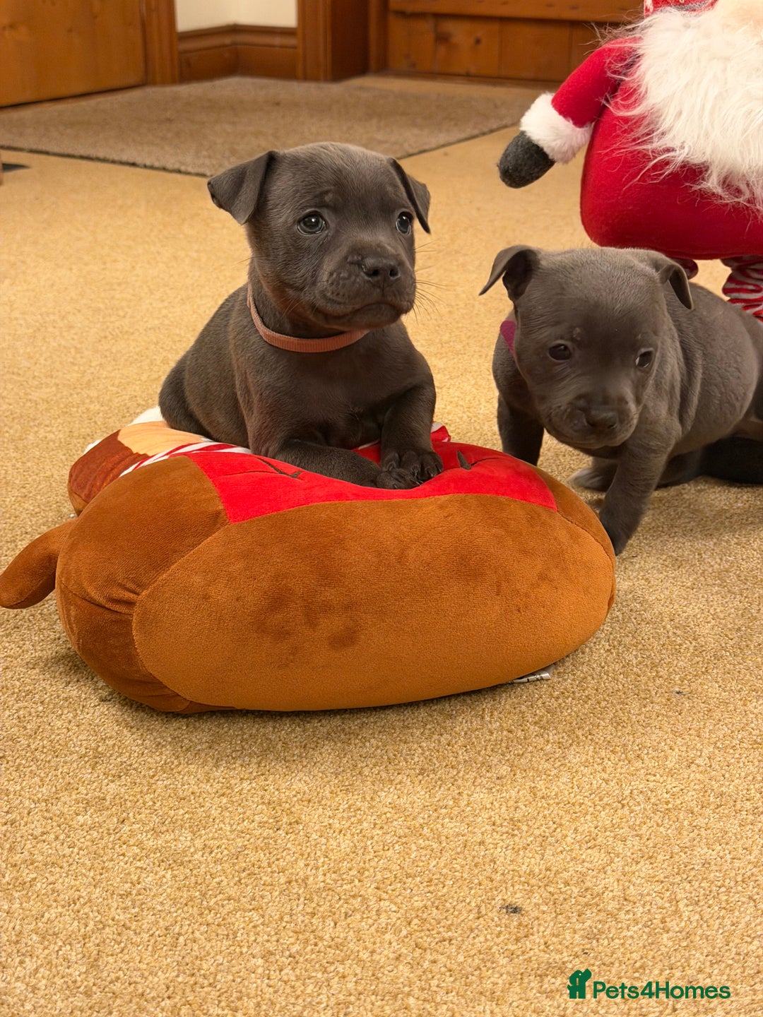 Staffordshire Bull Terrier dogs for sale: KC Registered/Health Tested Blue SBT Puppies - Advert 23