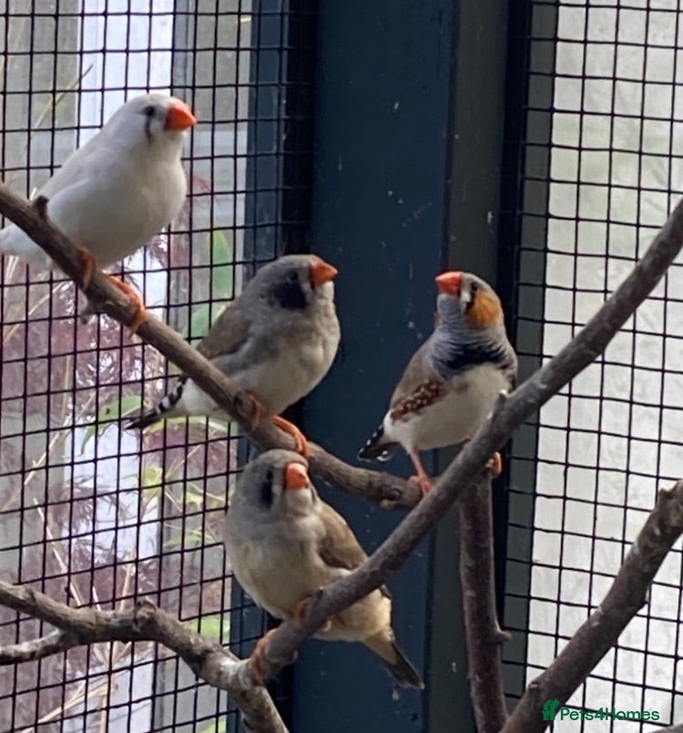 Finches birds Rosa bourkes parakeet, diamond doves, zebra finch - Advert 1