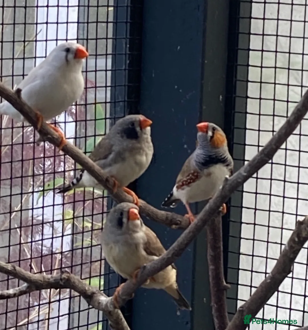 Finches birds for sale: Rosa bourkes parakeet, diamond doves, zebra finch - Advert 1