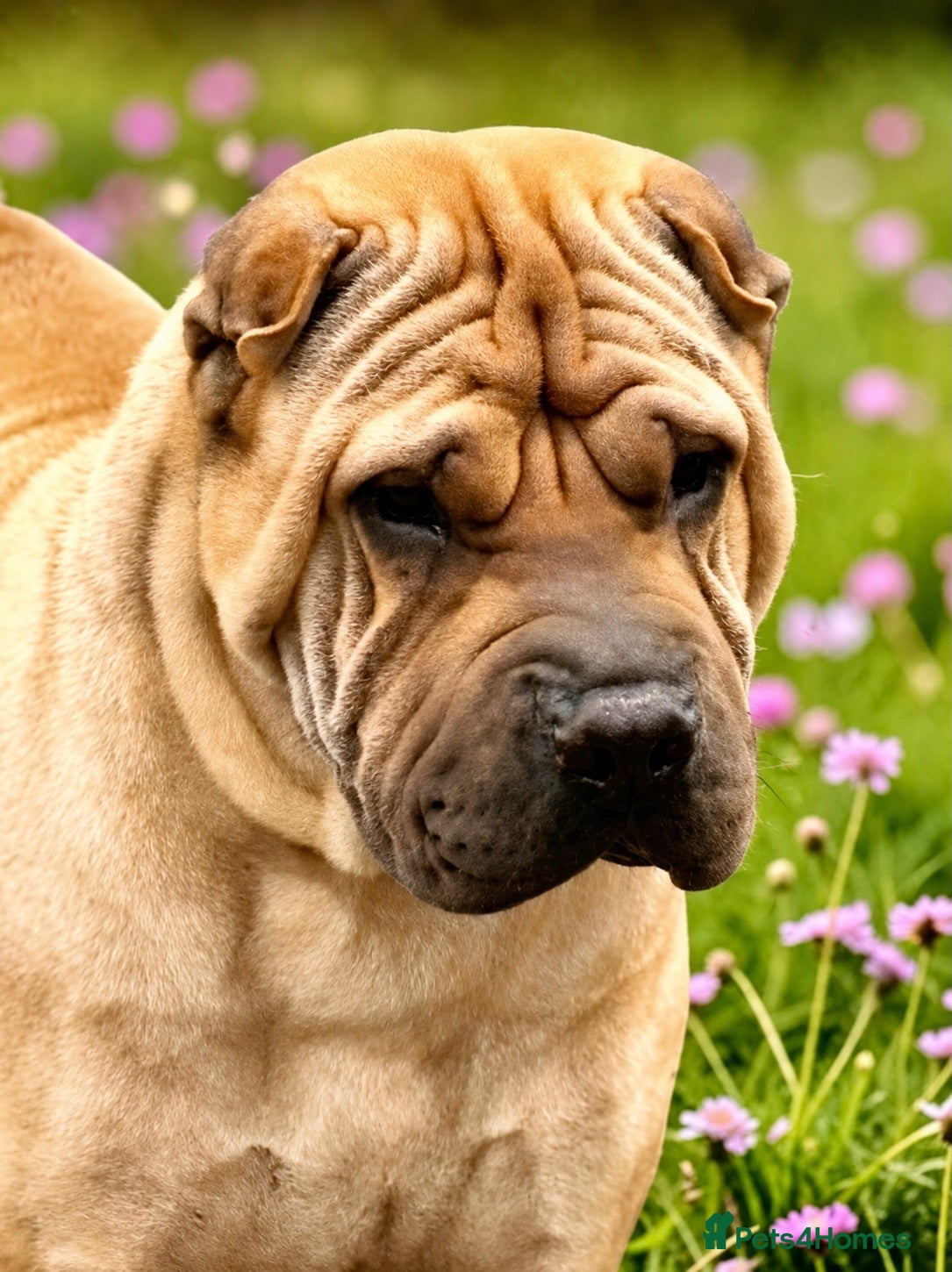 Shar Pei dogs Poser for Stud - Advert 1