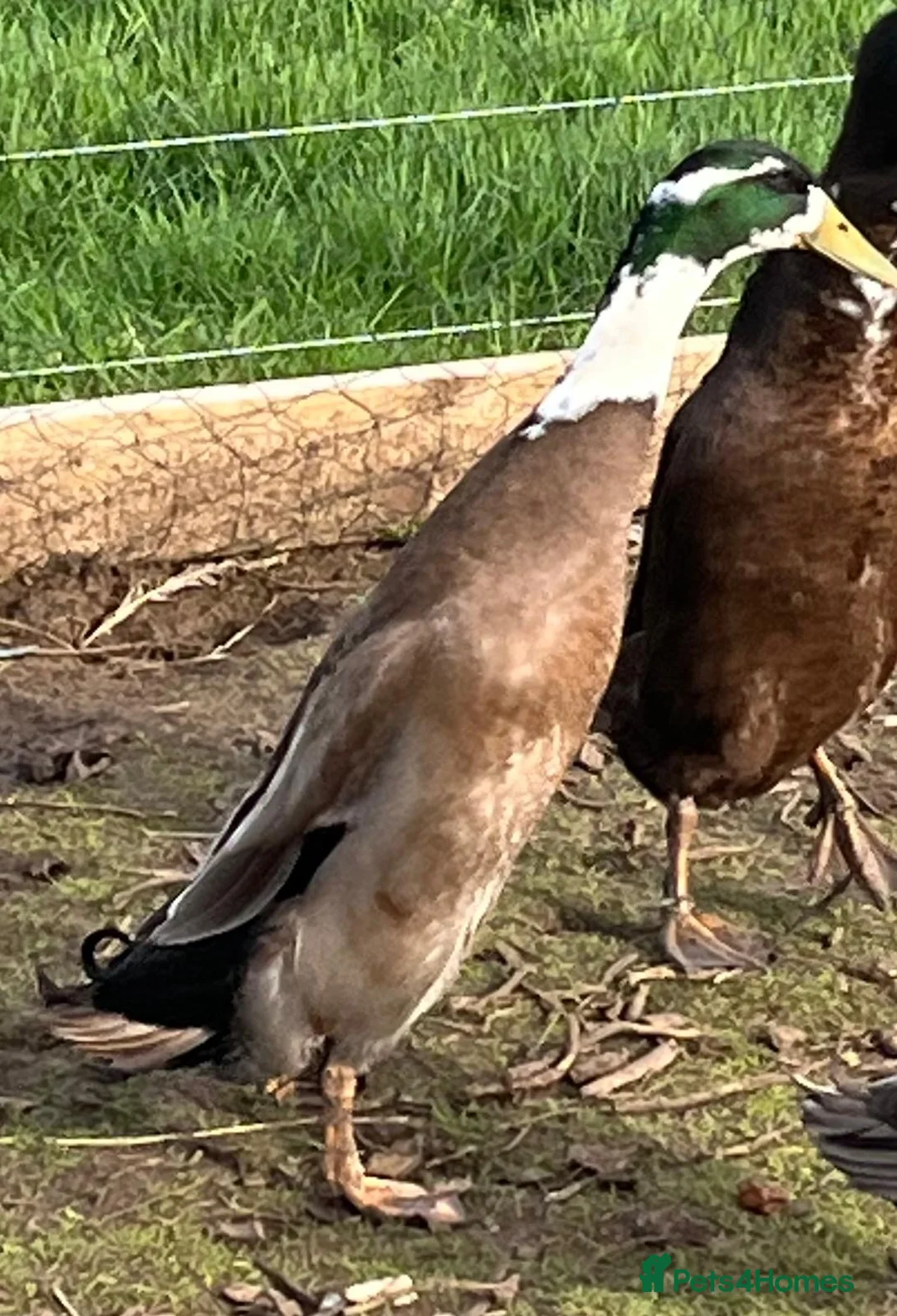 Ducks poultry for sale: Indian running ducks, drakes - Advert 2