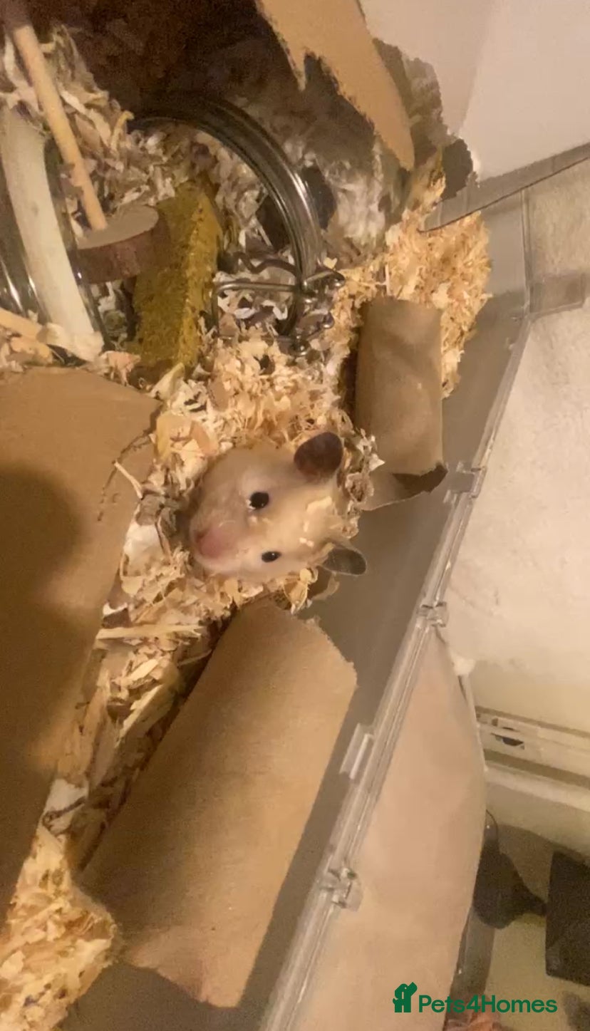 Hamster rodents for sale: Female Syrian Hamster Rehome in Great Yarmouth - Advert 3