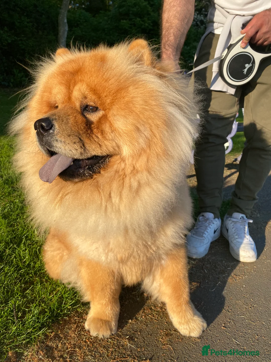 Chow Chow dogs for sale: Chow chow - Advert 19