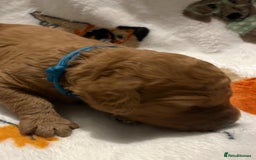 Mixed Breed dogs for sale: Mini Golden Doodle’s - Image 19