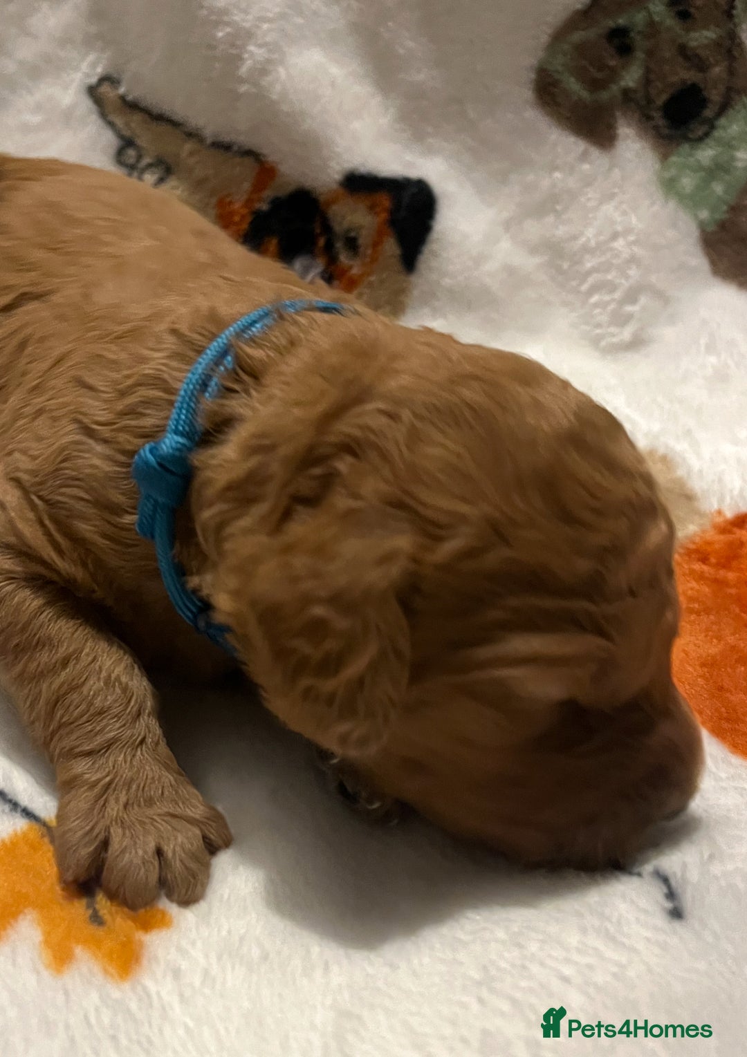 Mixed Breed dogs for sale: Mini Golden Doodle’s - Image 19