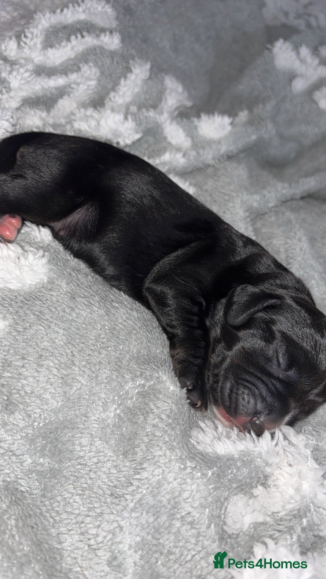 Cockerdor dogs for sale: Cockerdor puppies   - Advert 8