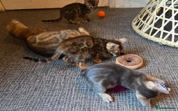 Bengal cats for sale: Registered Pure Bengal Babies Browns and Blues  - Image 6