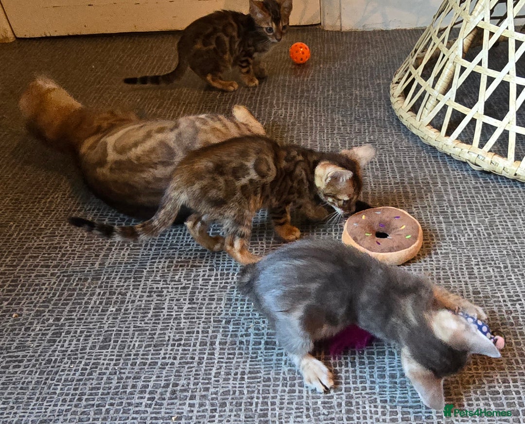 Bengal cats for sale: Registered Pure Bengal Babies Browns and Blues  - Image 6