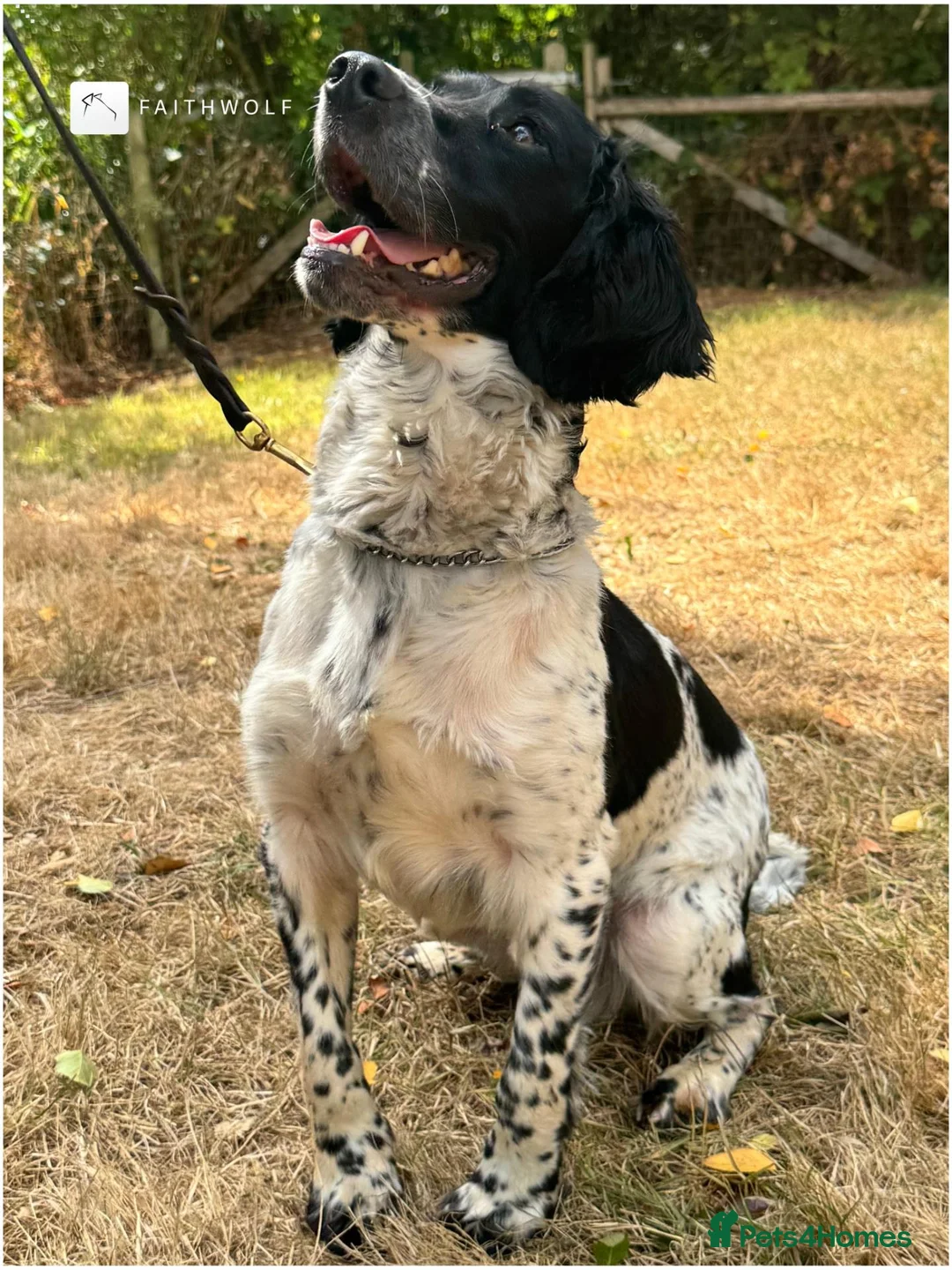 English Springer Spaniel dogs for sale: Toby - Fully Trained Family Pet Springer Spaniel - Advert 5