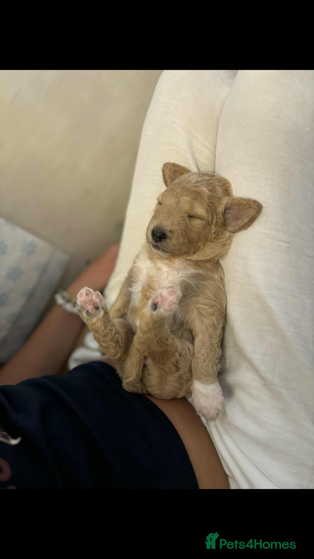 Goldendoodle dogs for sale: Goldendoodle Double Doodle pups for sale - Image 23