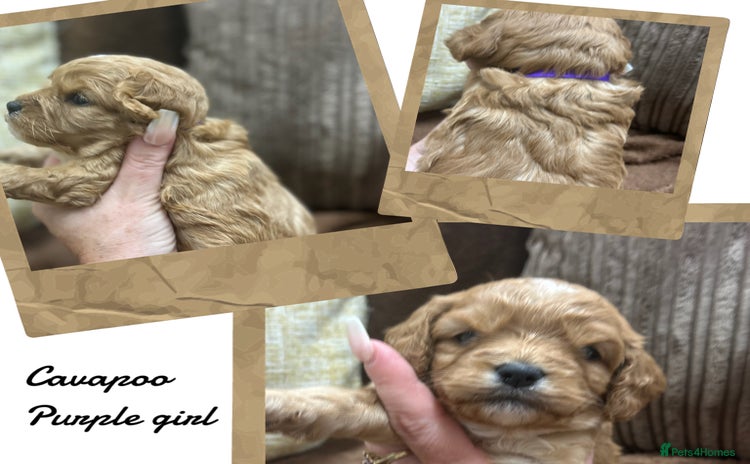 Cavapoo dogs - Advert 1