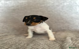 Jack Russell dogs for sale: Stunning tri coloured Jack Russel girl available  - Image 10