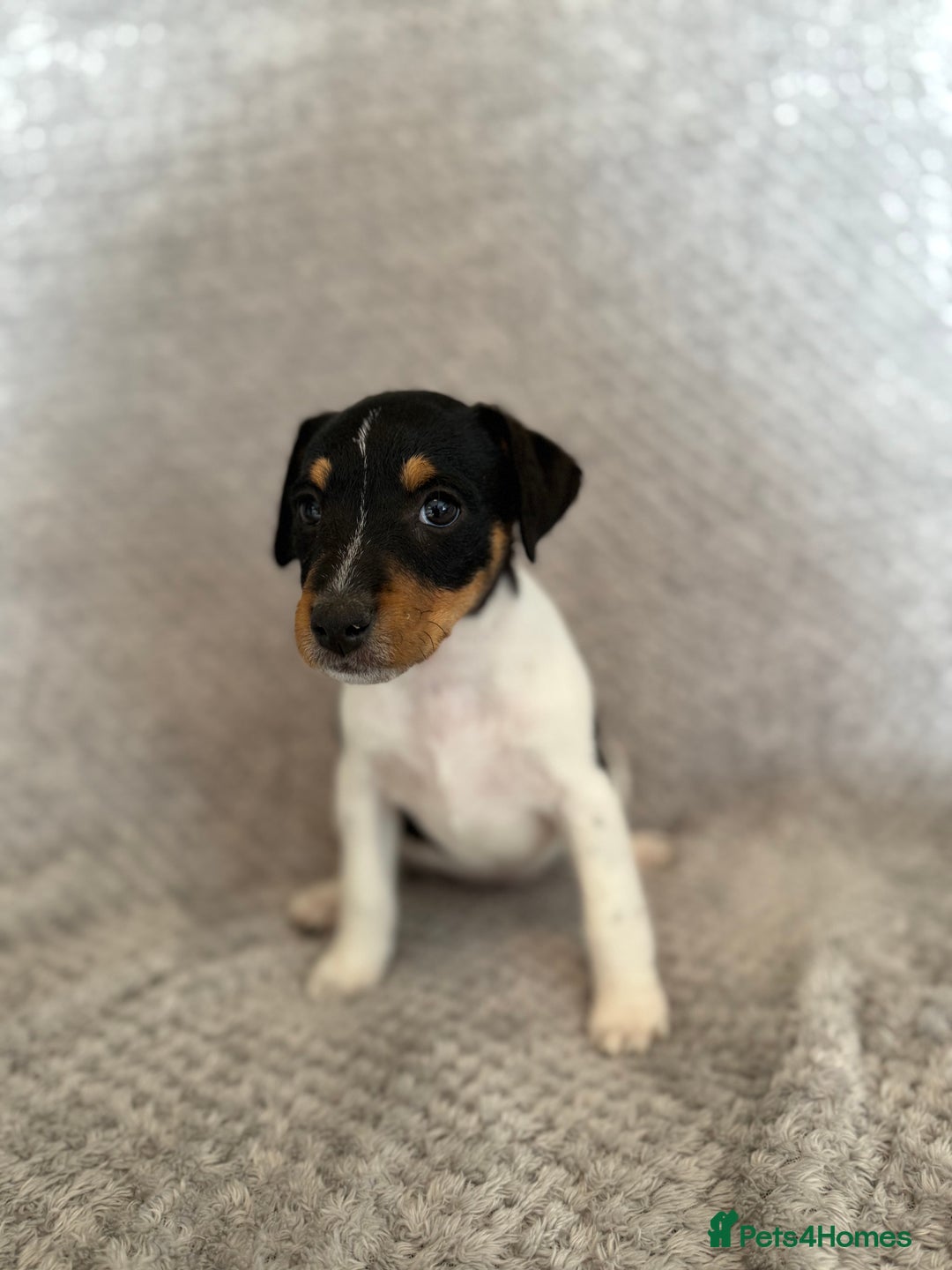 Jack Russell dogs for sale: Stunning tri coloured Jack Russel girl available  - Image 10
