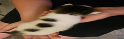 Maine Coon cats for sale: Maine coon mix kittens - Advert 10