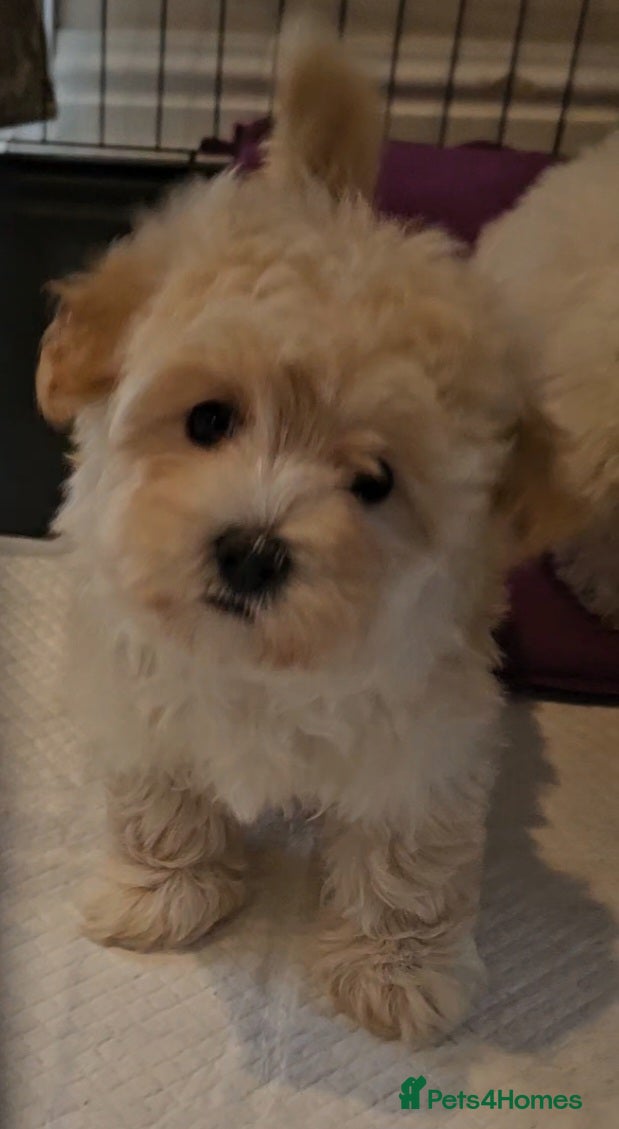 Maltipoo dogs F1 Maltipoo puppies - Advert 18