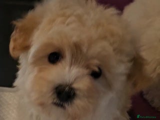 Maltipoo dogs for sale: F1 Maltipoo puppies - Advert 1