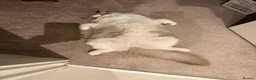 Ragdoll cats for sale: ✨️🏆 🧸🤎ReadyNow Eu ChampLine Tica Reg Ragdolls  - Advert 9