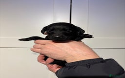 Springador dogs for sale: Labrador/Springador cross pups - Advert 9