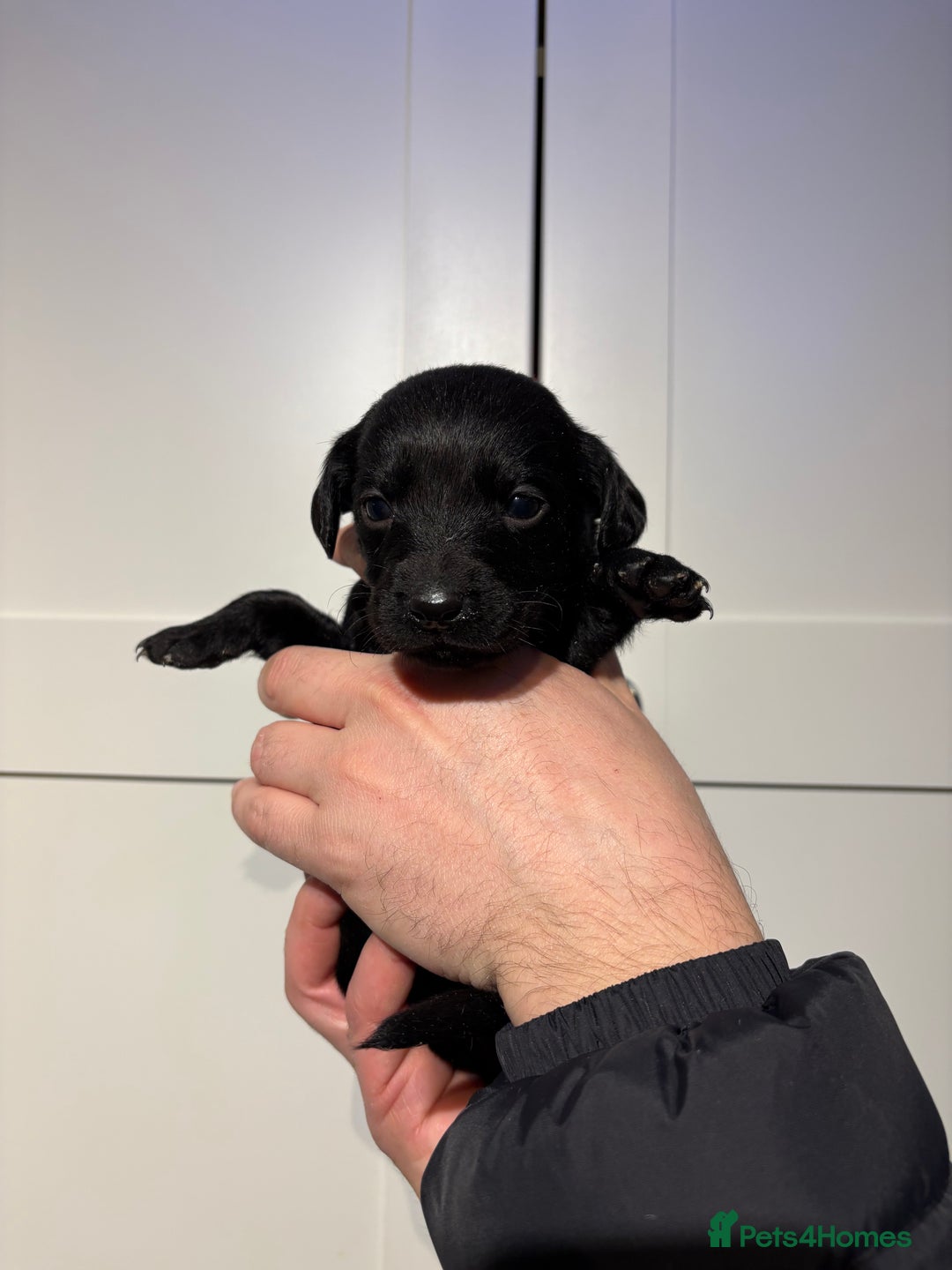 Springador dogs for sale: Labrador/Springador cross pups - Advert 9