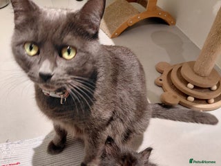 Mixed Breed cats Adorable mixed x russian blue x ragdoll - Advert 1