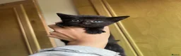 Mixed Breed cats for sale: 5 kittens looking for homes in Thirsk - Advert 11