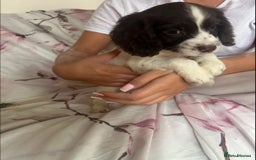 Cocker Spaniel dogs for sale: 7 beautiful cocker spaniel puppies  - Image 9