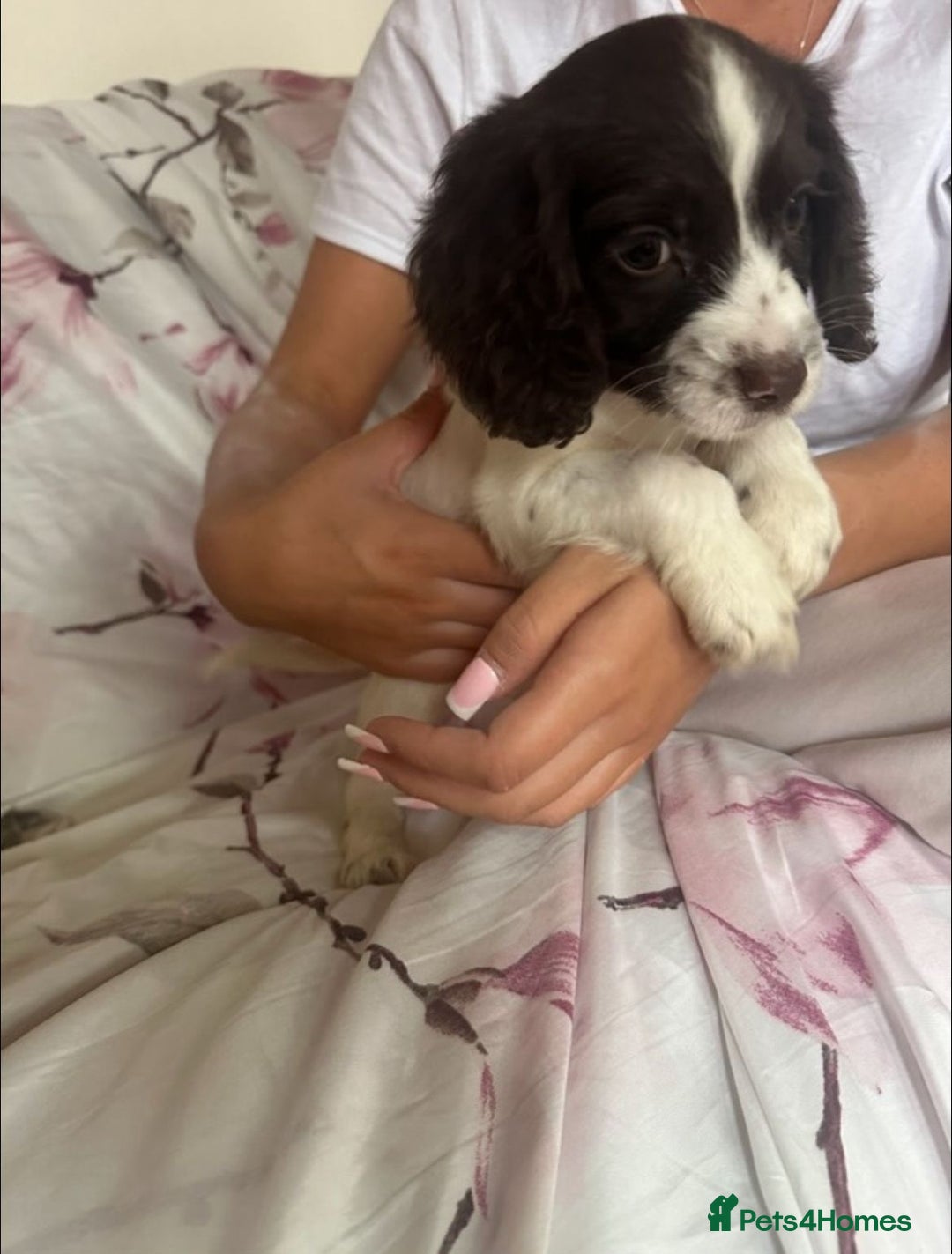 Cocker Spaniel dogs for sale: 7 beautiful cocker spaniel puppies  - Image 9