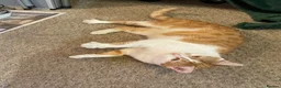 Mixed Breed cats for adoption: Tommy, handsome ginger boy in need of new home - Advert 5