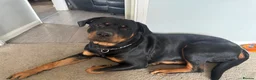 Rottweiler dogs for stud: FOR STUD ROTTWEILER  - Advert 1