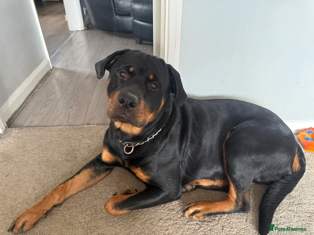 Rottweiler dogs for stud: FOR STUD ROTTWEILER  - Advert 1
