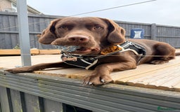 Springador dogs for sale: Chocolate springador  - Image 8