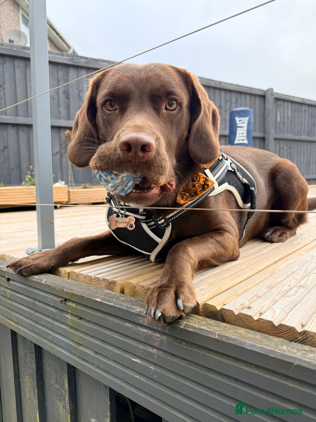 Springador dogs for sale: Chocolate springador  - Image 8