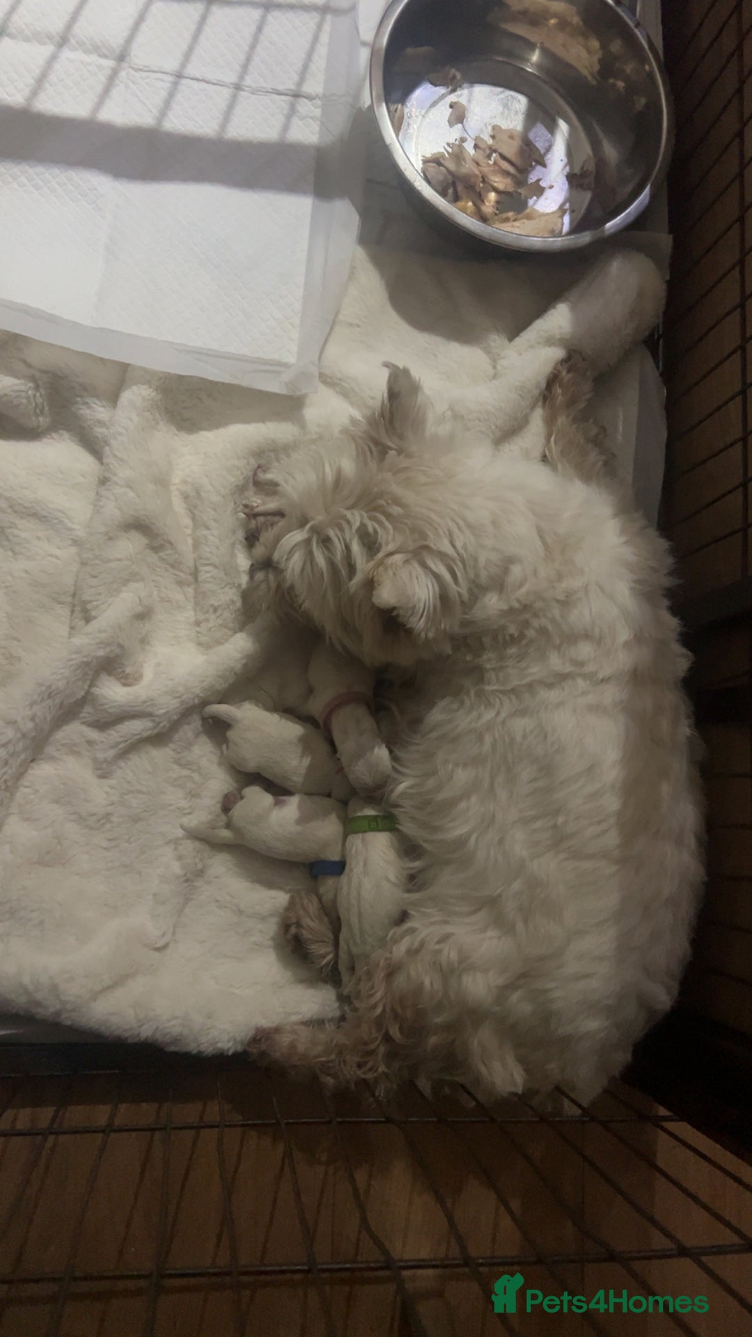 West Highland Terrier dogs for sale: Kc registered west highland white puppies.  - Advert 4