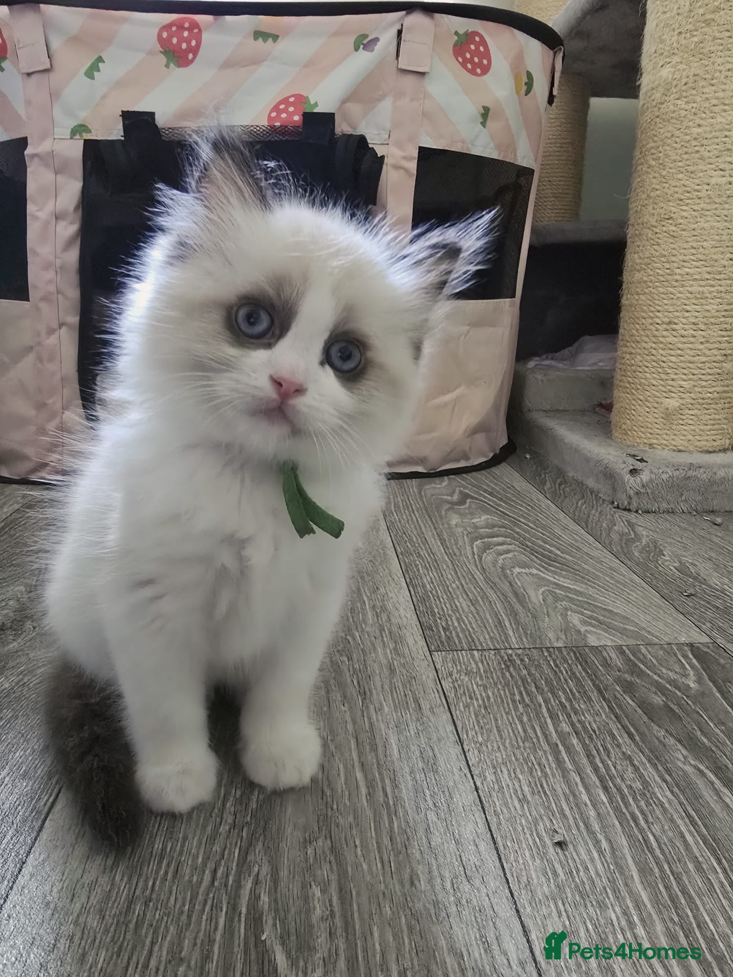 Ragdoll cats CollieKiss Ragdolls – Beautiful TICA Registered - Advert 2