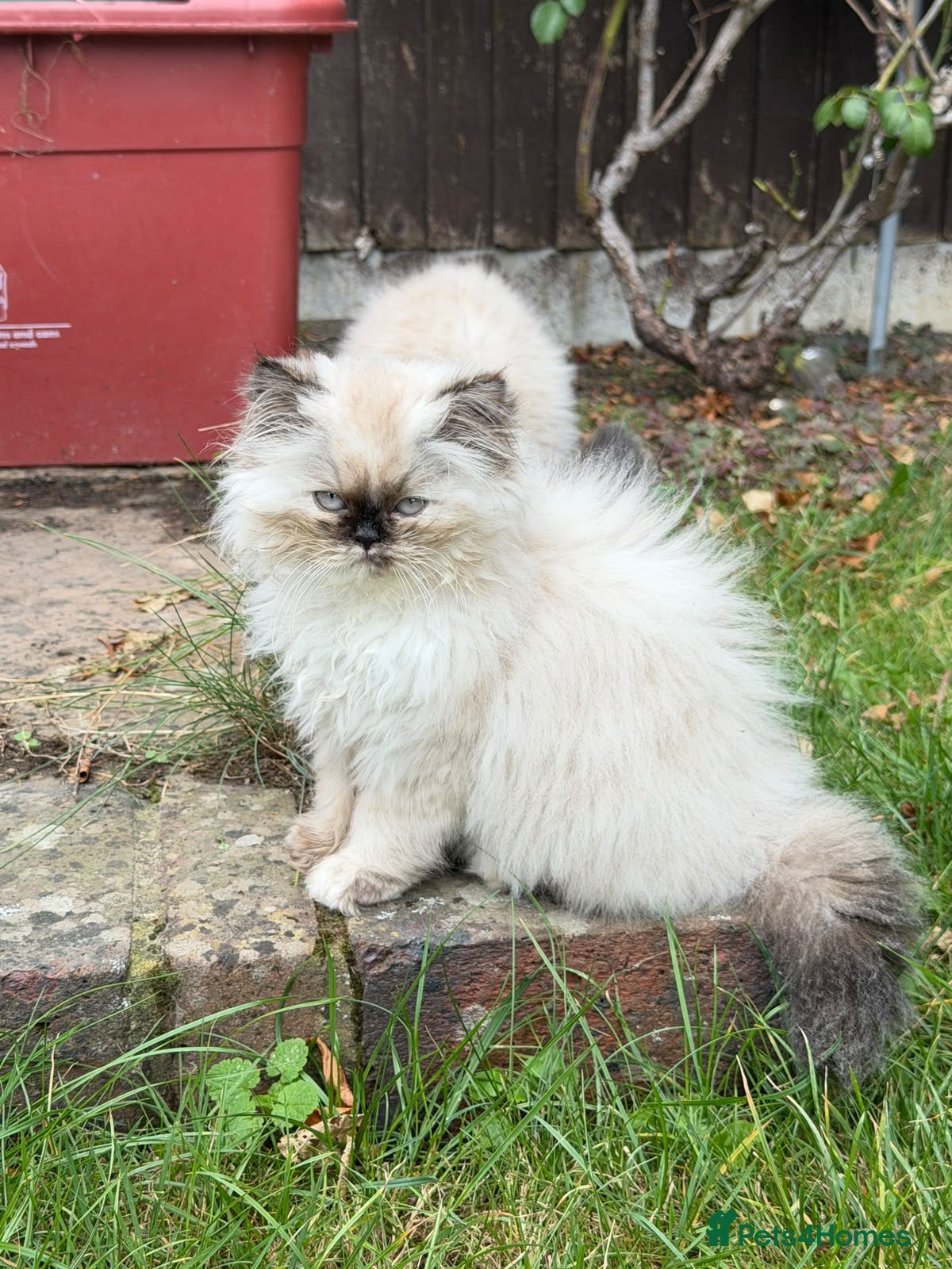 Persian cats Blue point, doll face, persian kittens - Advert 2