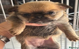 Mixed Breed dogs for sale: 6 beautiful puppies for sale, 3 female and 3 male - Image 12