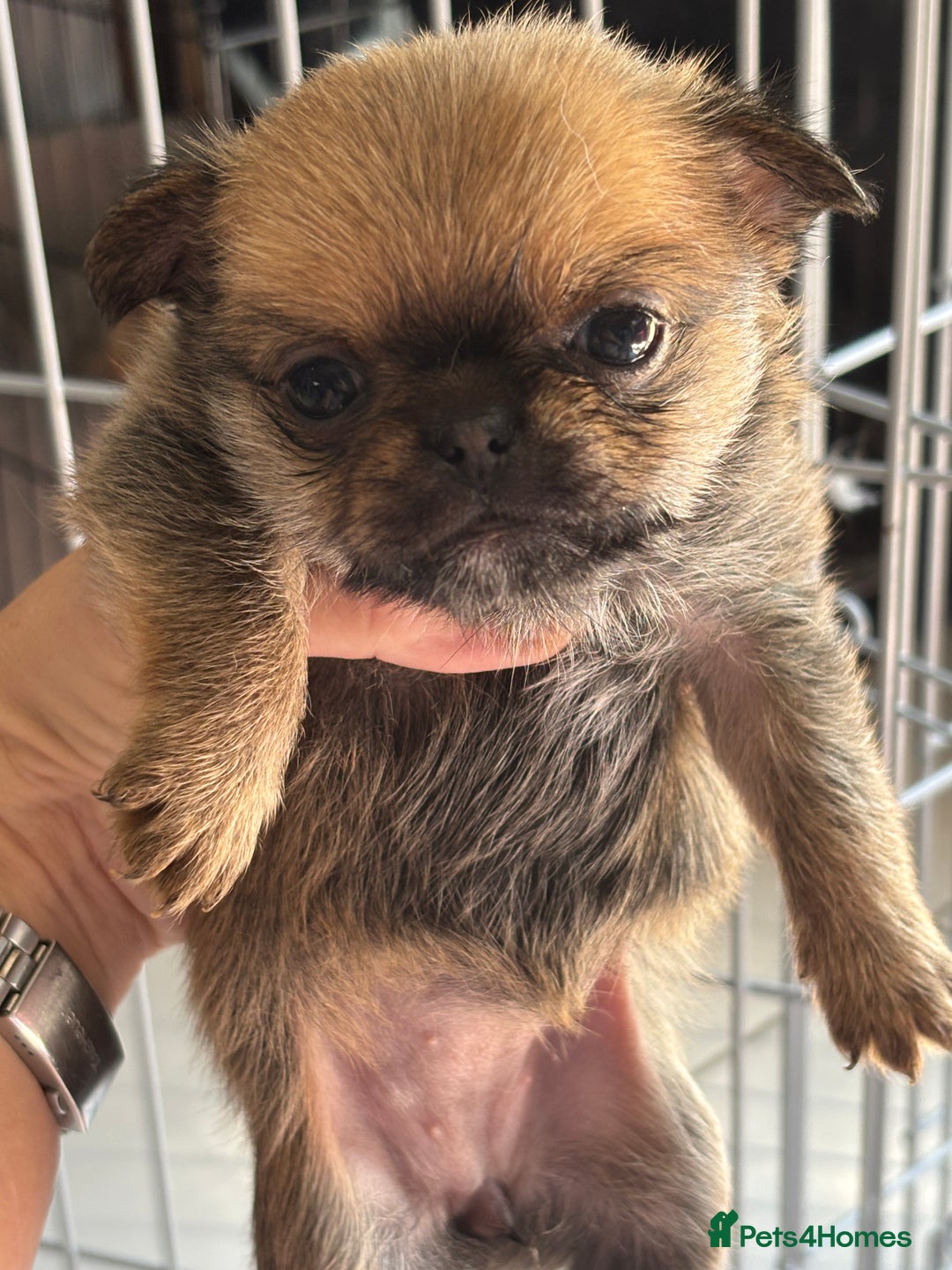 Mixed Breed dogs for sale: 6 beautiful puppies for sale, 3 female and 3 male - Image 12