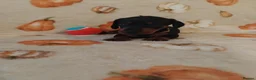 Miniature Dachshund dogs for sale: Miniat Dachshund puppy READY TO LEAVE  - Advert 22