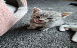 Mixed Breed cats for sale: 4 beautiful mixed breed playful kittens in Ingatestone - Image 4