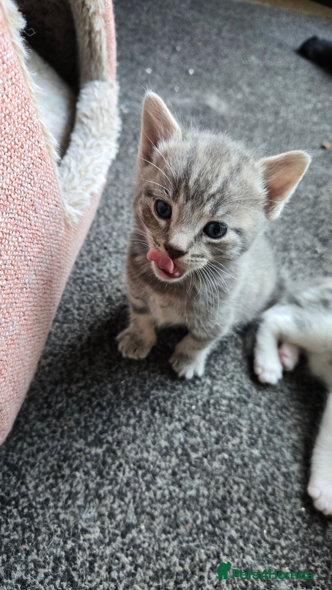 Mixed Breed cats for sale: 4 beautiful mixed breed playful kittens in Ingatestone - Image 4
