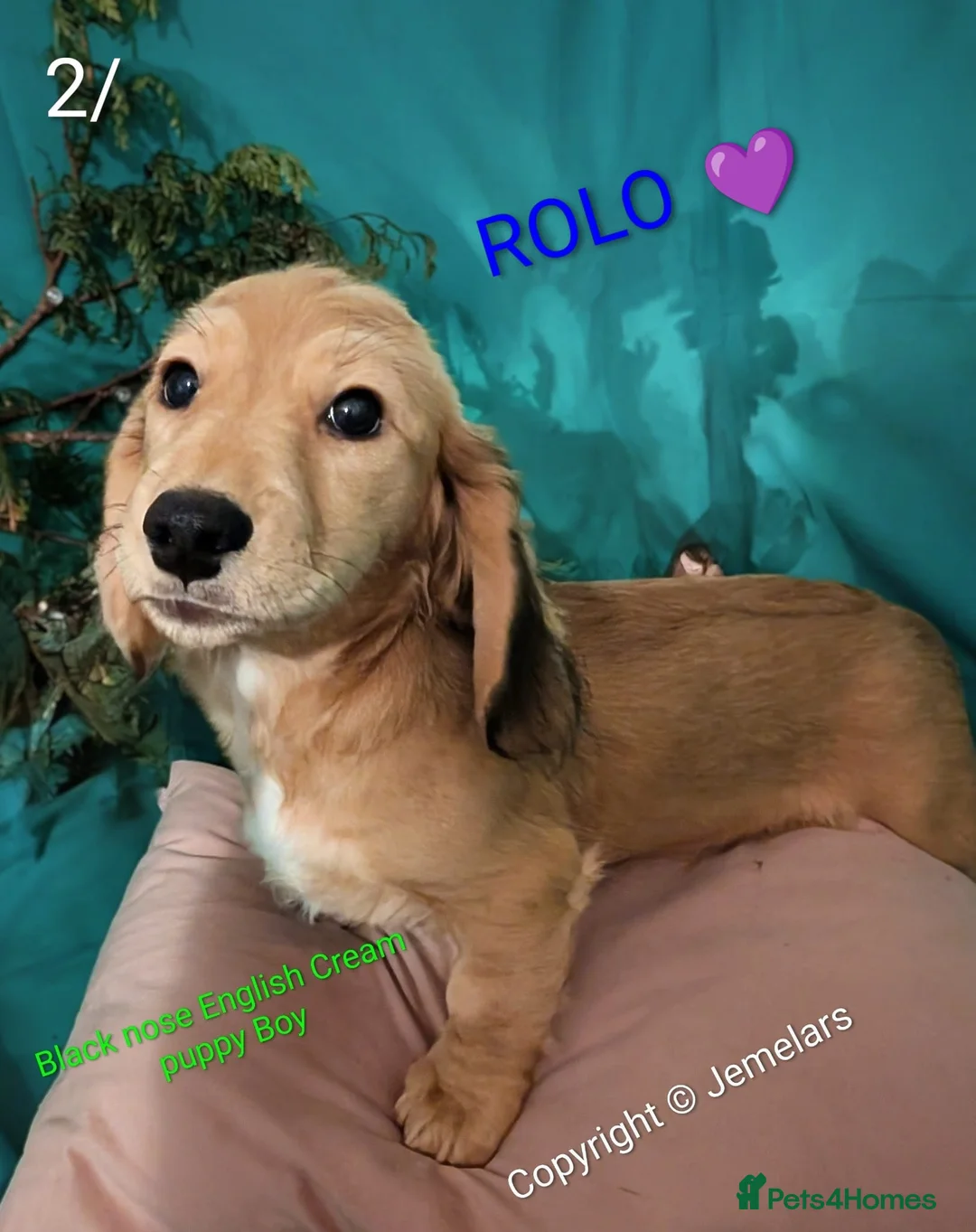 Miniature Dachshund dogs for sale: MINIATURE DACHSHUND ENGLISH CREAM LONG HAIR PUPPY  - Advert 2