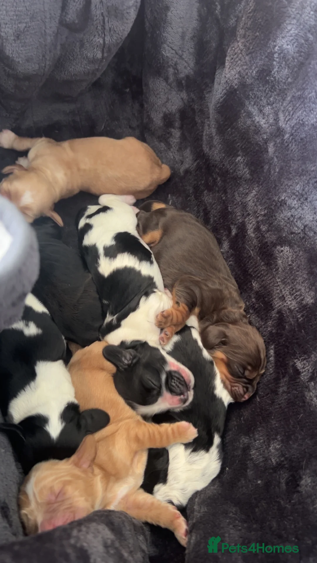 Cocker Spaniel dogs for sale: Beautiful Litter of Cocker Spaniels  in Kettering - Advert 15