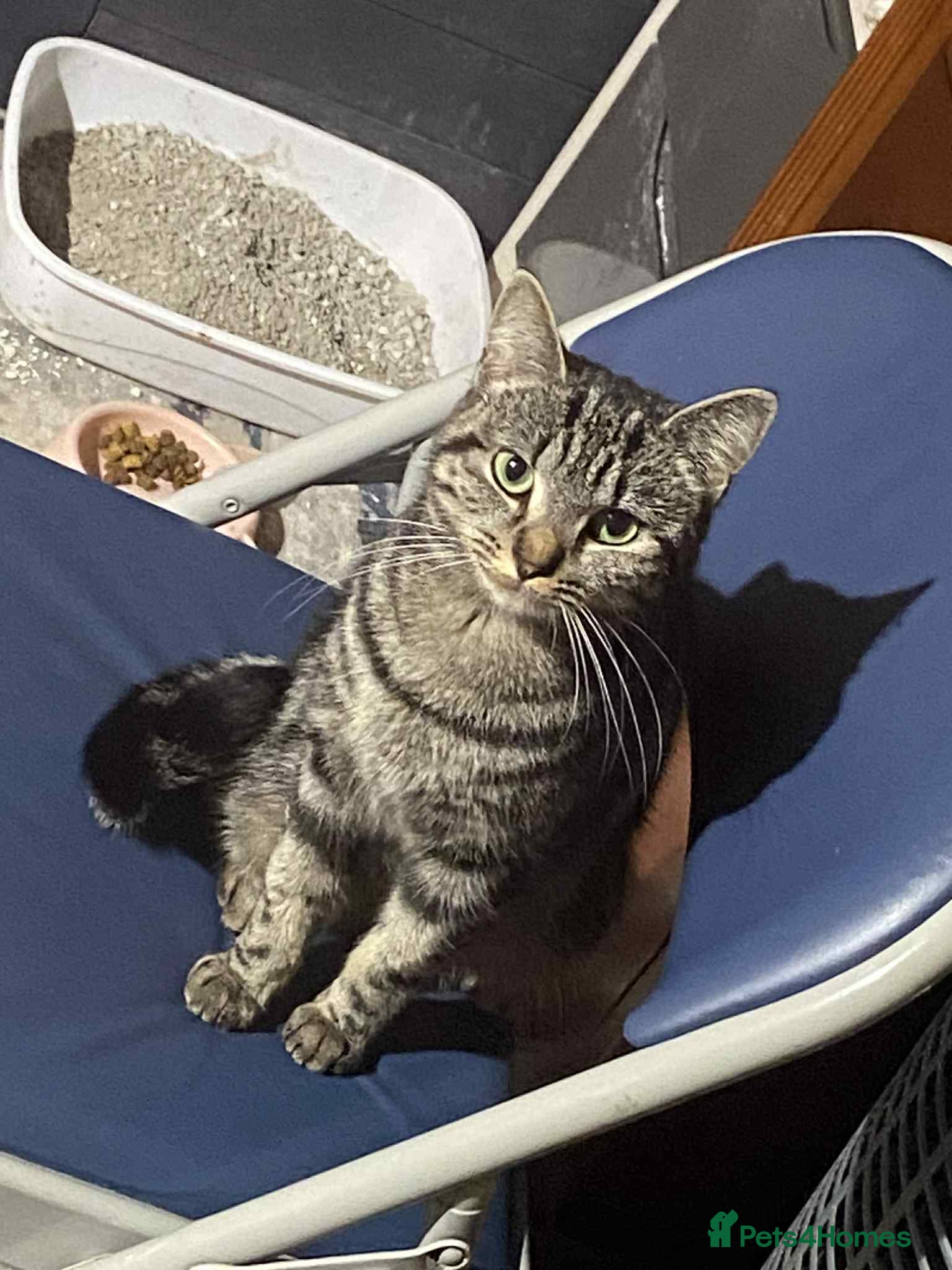 Aegean cats Tabby’s Cats  - Advert 1