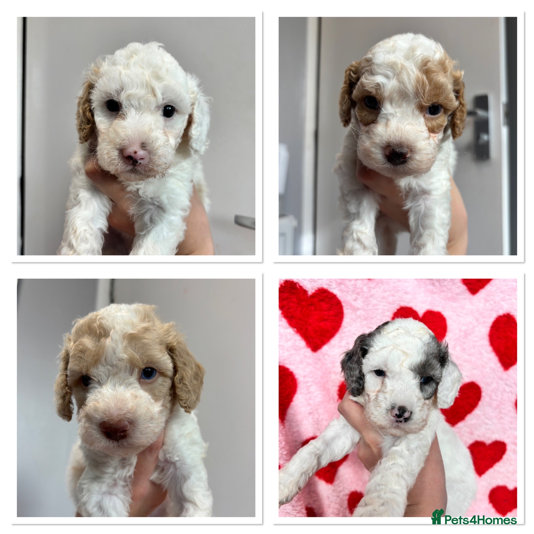 Cavapoo dogs Stunning extensively health tested cavapoo pups - Advert 4