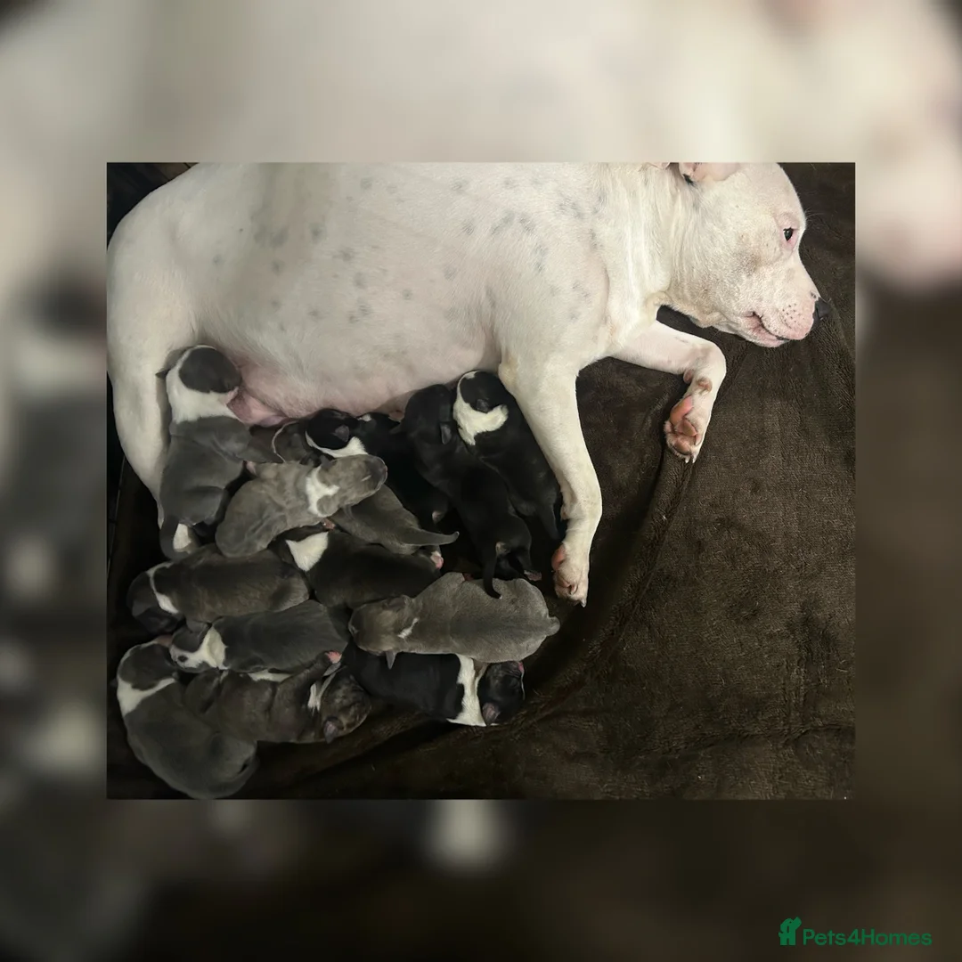 Staffordshire Bull Terrier dogs for sale: Staffordshire bull terrier puppies  - Advert 1